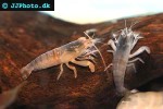 atya gabonensis cameroun fan shrimp atya gabonensis cameroun fan shrimp