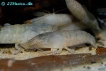atya gabonensis cameroun fan shrimp atya gabonensis cameroun fan shrimp