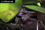 atya gabonensis cameroun fan shrimp atya gabonensis cameroun fan shrimp