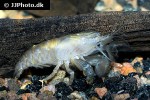 atya gabonensis cameroun fan shrimp atya gabonensis cameroun fan shrimp