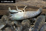 atya gabonensis cameroun fan shrimp atya gabonensis cameroun fan shrimp