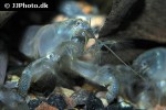 atya gabonensis cameroun fan shrimp atya gabonensis cameroun fan shrimp