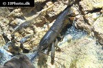 atya gabonensis cameroun fan shrimp atya gabonensis cameroun fan shrimp