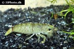 atya scabra marbled wood shrimp atya scabra marbled wood shrimp