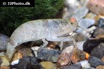atya scabra marbled wood shrimp atya scabra marbled wood shrimp