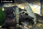 atya scabra marbled wood shrimp atya scabra marbled wood shrimp