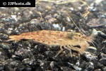 atyoida pilipes green lace shrimp atyoida pilipes green lace shrimp