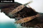 atyoida pilipes green lace shrimp atyoida pilipes green lace shrimp