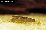 atyopsis moluccensis common fan shrimp atyopsis moluccensis common fan shrimp