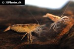 atyopsis moluccensis common fan shrimp atyopsis moluccensis common fan shrimp