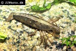atyopsis moluccensis common fan shrimp atyopsis moluccensis common fan shrimp