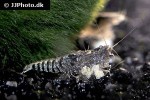 caridina babaulti var stripes zebra shrimp caridina babaulti var stripes zebra shrimp