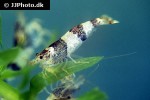 caridina breviata bumble bee shrimp caridina breviata bumble bee shrimp