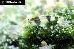 caridina breviata bumble bee shrimp caridina breviata bumble bee shrimp