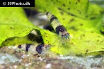 caridina breviata bumble bee shrimp caridina breviata bumble bee shrimp