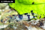 caridina breviata bumble bee shrimp caridina breviata bumble bee shrimp