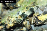 caridina breviata bumble bee shrimp caridina breviata bumble bee shrimp