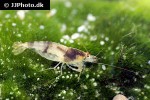 caridina breviata bumble bee shrimp caridina breviata bumble bee shrimp