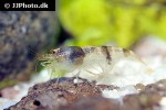 caridina breviata bumble bee shrimp caridina breviata bumble bee shrimp