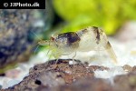caridina breviata bumble bee shrimp caridina breviata bumble bee shrimp