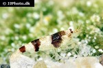 caridina breviata bumble bee shrimp caridina breviata bumble bee shrimp