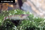 caridina cf babaulti rainbow shrimp caridina cf babaulti rainbow shrimp