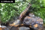 caridina cf babaulti rainbow shrimp caridina cf babaulti rainbow shrimp