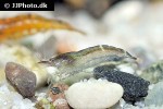 caridina cf babaulti rainbow shrimp caridina cf babaulti rainbow shrimp