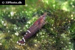 caridina cf babaulti rainbow shrimp caridina cf babaulti rainbow shrimp