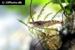 caridina cf babaulti rainbow shrimp caridina cf babaulti rainbow shrimp