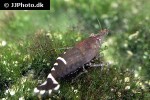 caridina cf babaulti rainbow shrimp caridina cf babaulti rainbow shrimp
