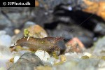 caridina cf babaulti rainbow shrimp caridina cf babaulti rainbow shrimp
