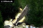 caridina cf babaulti var malaya brown shrimp caridina cf babaulti var malaya brown shrimp