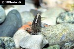 caridina cf babaulti var malaya brown shrimp caridina cf babaulti var malaya brown shrimp