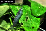 caridina cf babaulti var malaya brown shrimp caridina cf babaulti var malaya brown shrimp