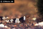 caridina cf cantonensis black bee shrimp caridina cf cantonensis black bee shrimp