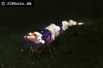 caridina cf cantonensis black bee shrimp caridina cf cantonensis black bee shrimp