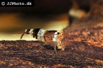caridina cf cantonensis black bee shrimp caridina cf cantonensis black bee shrimp