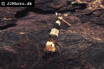 caridina cf cantonensis black bee shrimp caridina cf cantonensis black bee shrimp