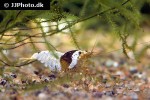 caridina cf cantonensis black bee shrimp caridina cf cantonensis black bee shrimp