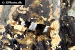 caridina cf cantonensis black bee shrimp caridina cf cantonensis black bee shrimp
