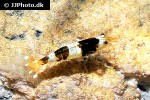 caridina cf cantonensis black bee shrimp caridina cf cantonensis black bee shrimp