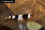 caridina cf cantonensis black bee shrimp caridina cf cantonensis black bee shrimp