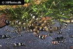 caridina cf cantonensis black bee shrimp caridina cf cantonensis black bee shrimp