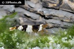 caridina cf cantonensis black bee shrimp caridina cf cantonensis black bee shrimp