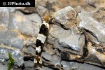 caridina cf cantonensis black bee shrimp caridina cf cantonensis black bee shrimp