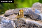 caridina cf cantonensis black bee shrimp caridina cf cantonensis black bee shrimp