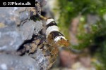 caridina cf cantonensis black bee shrimp caridina cf cantonensis black bee shrimp