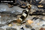 caridina cf cantonensis black bee shrimp caridina cf cantonensis black bee shrimp