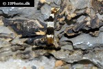 caridina cf cantonensis black bee shrimp caridina cf cantonensis black bee shrimp